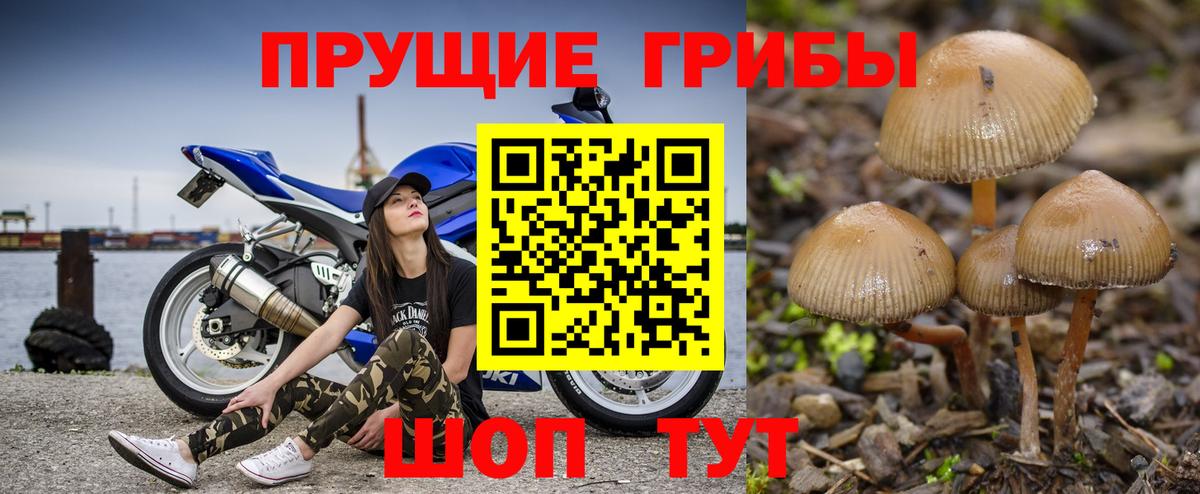 Псилоцибиновые грибы мицелий  Чернушка 